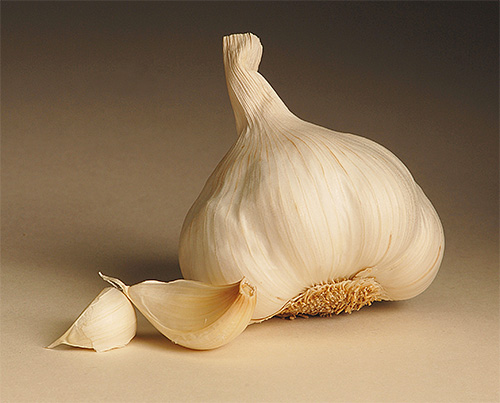 Slices of garlic are sometimes used to fight moths in the kitchen