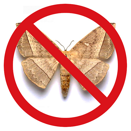 Choose the best cure for moth in the apartment