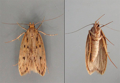 When choosing a remedy for moths, it is necessary to consider how quickly a pest should be removed, as well as the type of moth (clothes or food).