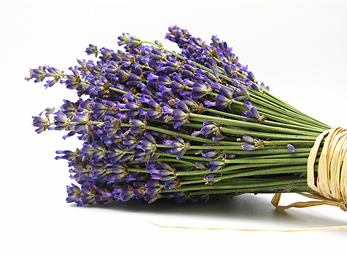 De mot houdt niet van het sterke aroma van lavendel