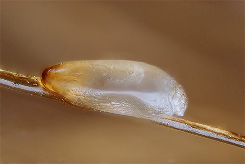 Nit is firmly attached to the hair and has a special cap through which the nymph is selected when mature