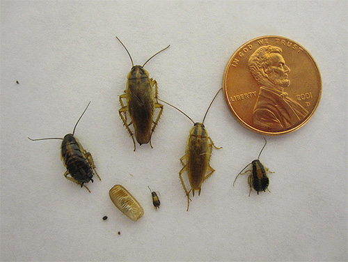 Nymfens stadium i utveckling är inte bara i huvudlöss, utan också i kackerlackor