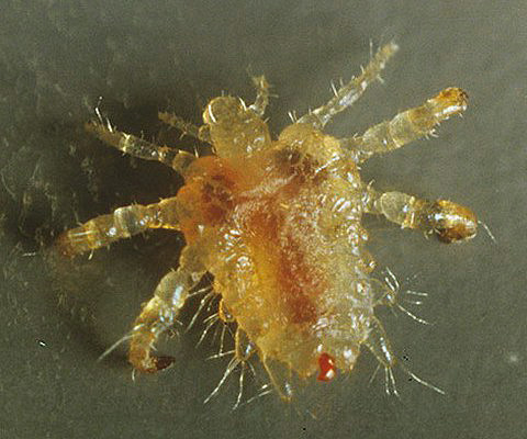 Pubic louse - dess inkubationstid är ungefär 6 dagar (tiden för mognad av nitsna)