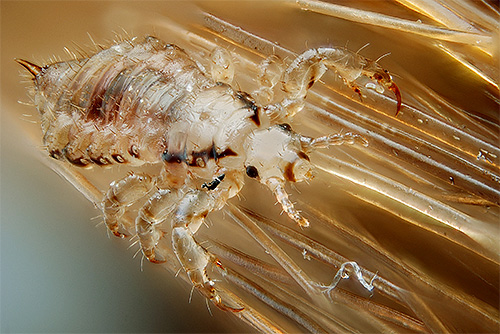 Few people know how fast lice can multiply. Let's talk about this more