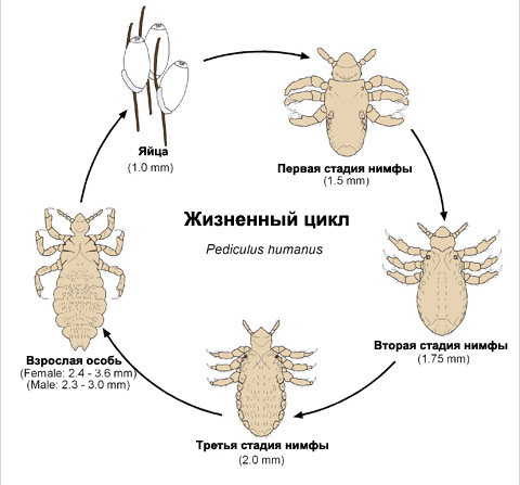 The life cycle of human lice
