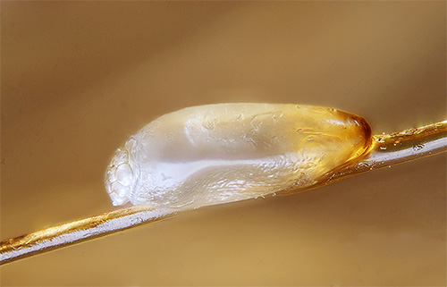 The lice eggs in the sticky cap are called nits.