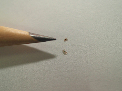 Adult head louse and hatched larva