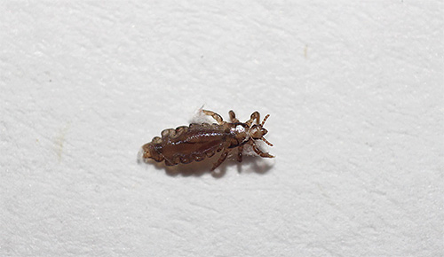 Linen louse - one of three varieties of human lice