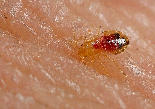 Bed bug bedworm på huden