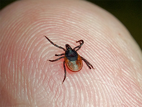 In ticks, unlike lice, 8 legs