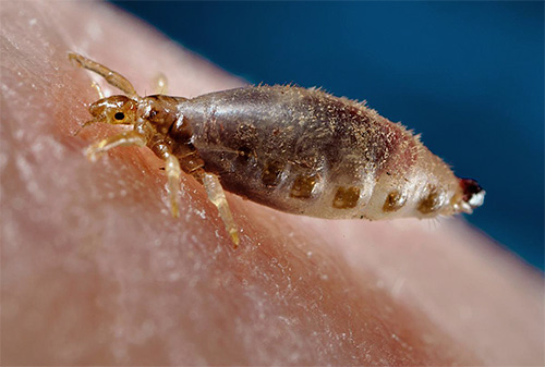 Close-up photo: linen louse