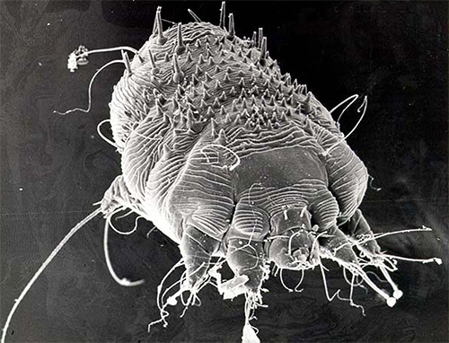 Itch mite can only be seen under a microscope, and it lives under the skin.