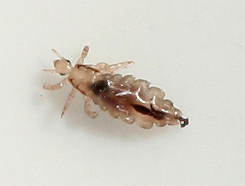 Photo of adult clothes lice close-up