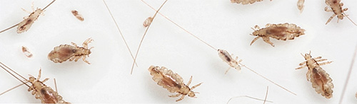 Several underwear lice with larvae and nits