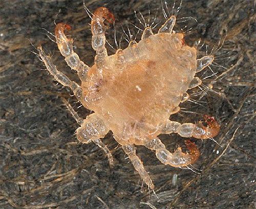 The photo shows a pubic louse in close-up.