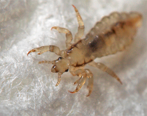 Practice shows that lice are very easily transferred from one person to another.