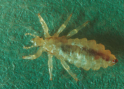 Due to the poor knowledge of lice biology by people, there are many myths about them