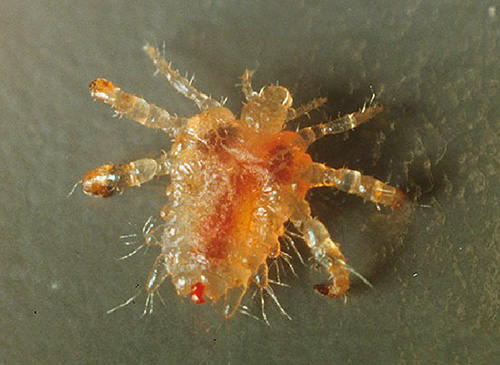 Photos of pubic lice