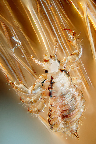Usually, female lice stick an egg about 2-3 cm away from the hair root.
