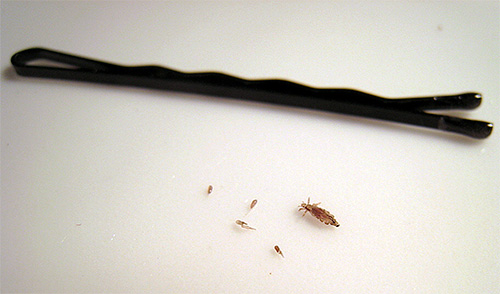 Löss och nits kan passeras tillsammans med hårvårdsprodukter.