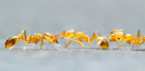 Foto av faraon myror närbild