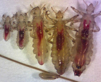 Lice can not appear from nerves, weakened immunity or go from animals