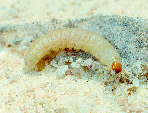 De larve van de voedmot (meel boletus)