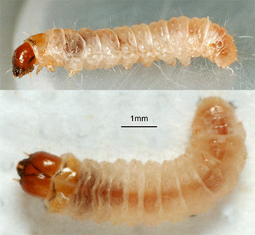 Dankzij een goed ontwikkeld oraal apparaat eten de larven van meubels en wasmotten actief weefselvezels