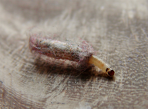 Klädmotens larva väver en kokong av sina egna sekret och fibrer av skadade vävnader.