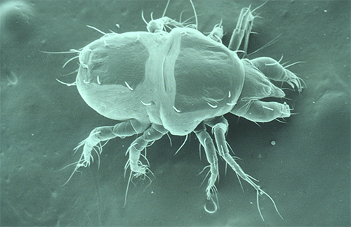 Photo of scabies mite under the microscope: it has 8 legs (and only 6 lice)