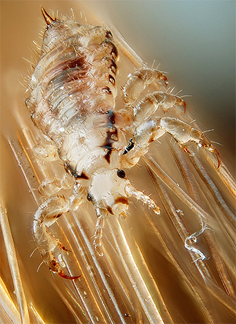 Thanks to the sharp, rounded tips of the paws, the bed louse adheres well to the fibers of the fabric and hair.