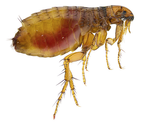 To fight fleas, there are many tools, and they all have their own characteristics