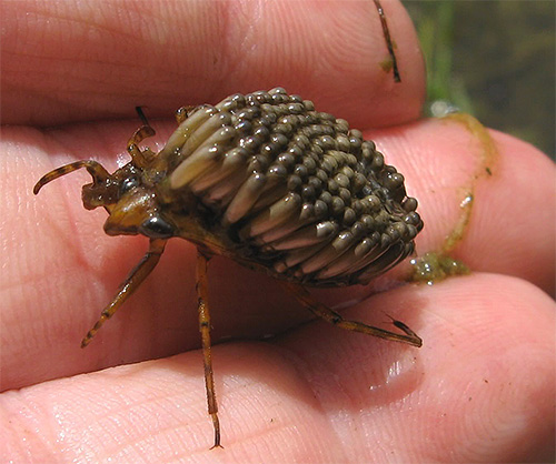 Někdy na elytra mužského gigantického bugu se vejde asi sto vajec.
