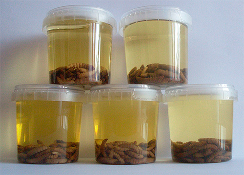 Vaxmoth-tinkturen produceras i olika koncentrationer - beroende på förhållandet mellan larver och alkohol