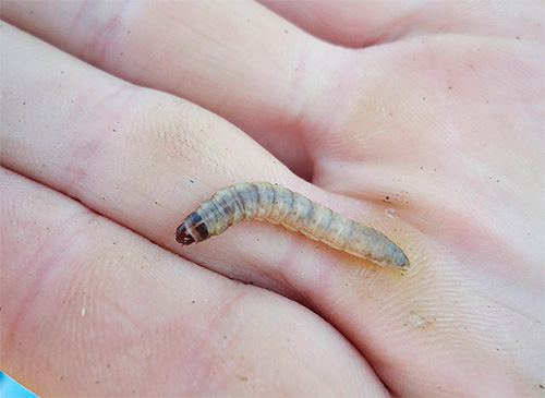 Vaxsmotens larva - det är från dem är gjord tinktur
