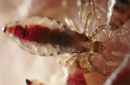 Head louse with blood in the abdomen is a bit like a bed bug bug