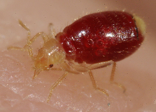 Photo of bedbug larvae, drunk blood