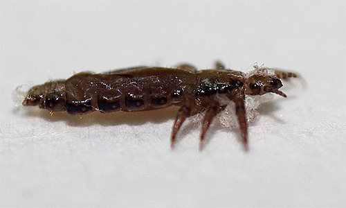 Adult clothes louse