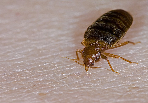 Bed bug on the skin