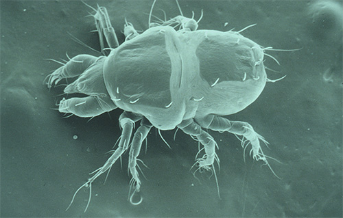 Foto av scabies mite under mikroskopet