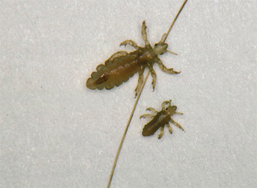 Adult head louse and larva next to it