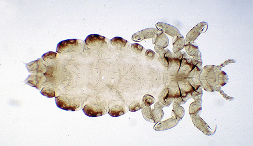 The larva of human lice under the microscope