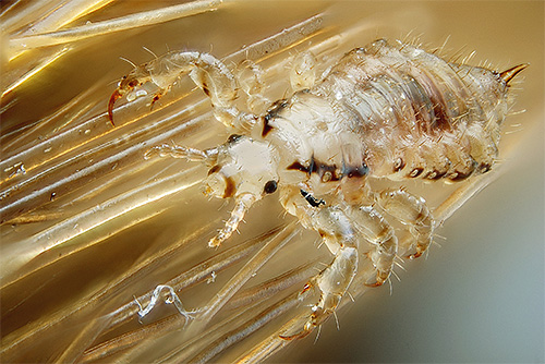 Photo head lice close-up