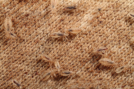 A few body lice on clothes