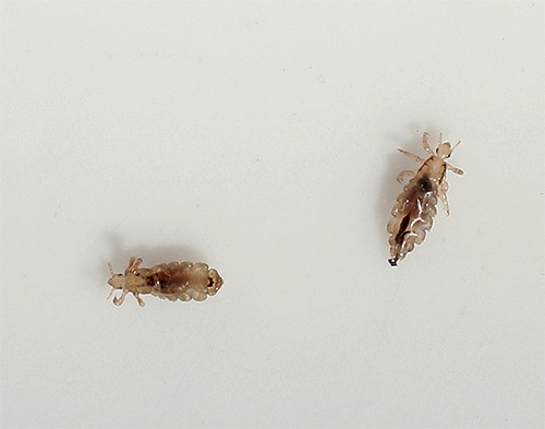 A small amount of lice on the head is almost not felt by the child, so parents usually sound the alarm already when pediculosis is running.