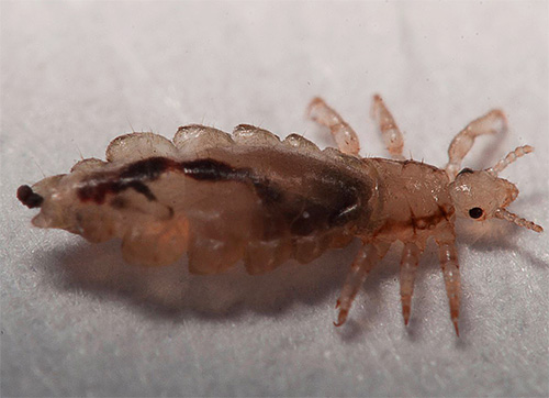 To fight against head lice more effective, you need to know what these parasites are afraid of and use it in practice.