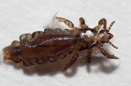 Linen lice live mostly on clothes