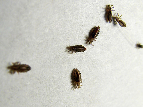 Modern insecticides quickly paralyze lice and eventually kill them.