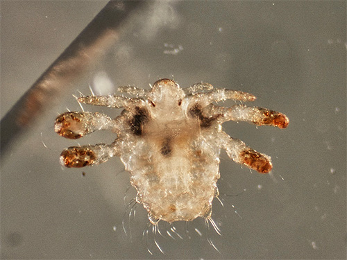 Photos of pubic lice