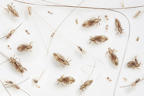 When combing lice and nits in a child, care must be taken to prevent parasites from falling to the floor.